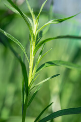 Green herb of the medicinal and food plant Artemisia tarragon, or tarragon,estragon, wormwood,...