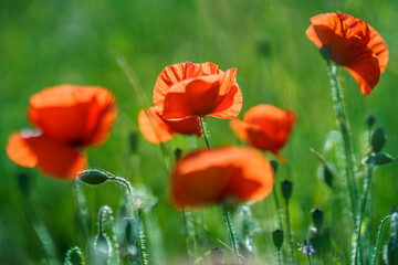 Wild red poppies on a fine spring evening in rural field
