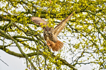 Eagle Owl, land awkwardly in a tree. Seen from the front. Wings spread wide, the bird of prey looks angry with red eyes straight into the camera
