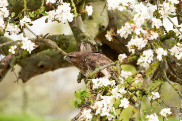 Close-up of a buzzard bird of prey sitting in a fruit tree. The apple tree is full of white blossom
