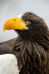 Close up of a Steller's sea eagle head. Yellow bill and eye, large nostrils. Against sky and grass