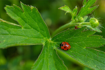 ladybug on a green leaf with foliage in background.