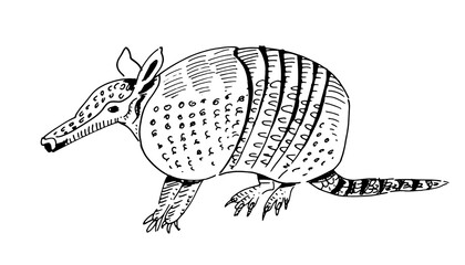 Hand-drawn armadillo animal of America with shadows. Outline style, ink drawing vector illustration on isolated background.