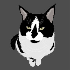 Domestic cat black and white coloring, vector image isolated.