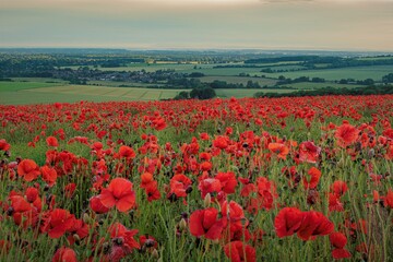 Obraz premium field of poppies