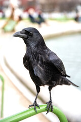 Black raven close up, bird watching