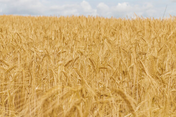 Summer wheat field. Spikelets are yellow-golden. And along the field there is a road