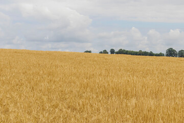 Summer wheat field. Spikelets are yellow-golden. And along the field there is a road
