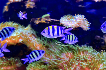 Ornamental fish living in the ocean in the tropics.