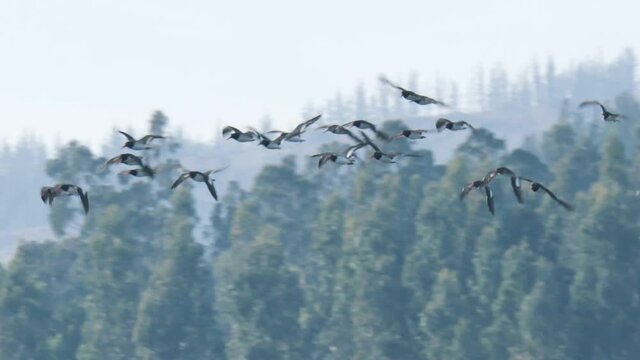 Flock of birds flying with a forest in the background.