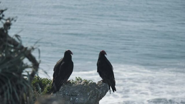 Two birds watching the ocean.