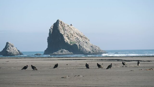 Group of chilean Jote on the beach.