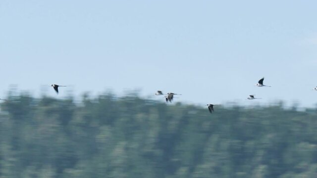 Flock of birds flying in formation.