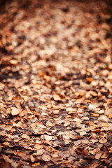 Young girl on a walk in the autumn