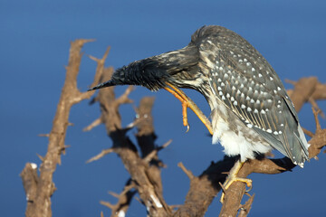 Mangrovenreiher / Green-backed heron / Butorides striatus
