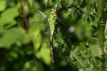 A newly emerged Emperor Dragonfly, Anax imperator, perching on a thistle.
