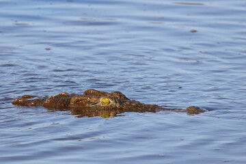 Nilkrokodil / Nile crocodile / Crocodylus niloticus