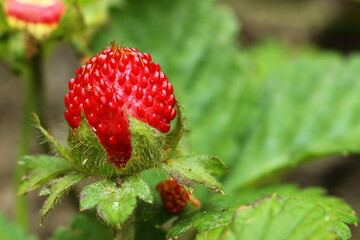 Wild strawberry, forest fruit on a summer day.