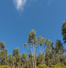 Tall pines, treetops from below