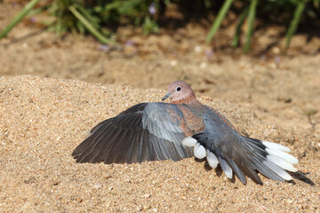 Palmtaube oder Senegaltaube / Laughing dove or Little brown dove / Stigmatopelia senegalensis uel...