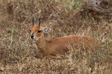 Afrikanischer Steinbock / Steenbok / Raphicerus campestris