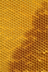 Frame with bees producing honey in a small beekeeping 