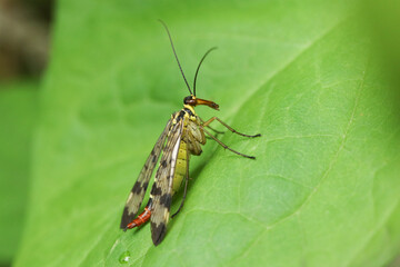 A hunting female Scorpion Fly, Panorpa communis, perching on a leaf.
