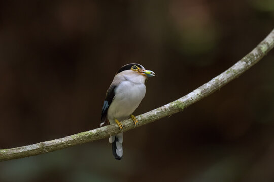 bird