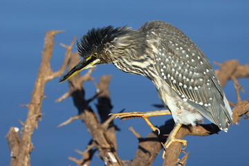 Mangrovenreiher / Green-backed heron / Butorides striatus