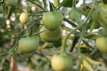 beautiful green tomatoes are hanging on a branch