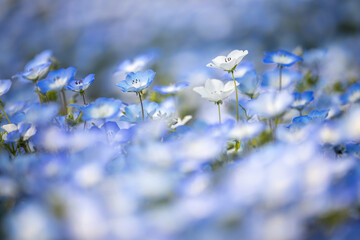Nemophila / Five spot / Baby blue eyes