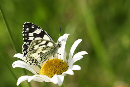A Marbled White Butterfly, Melanargia galathea, perching on an Ox-eye Daisy wildflower in a meadow.