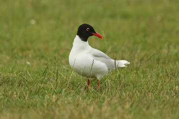 A rare Mediterranean Gull, Larus melanocephalus, standing in a field in the UK at high tide.
