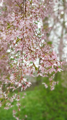 pink cherry blossom and green leaves in spring