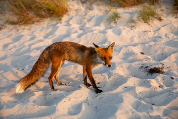 European fox on the beach of Zingst in the evening sun