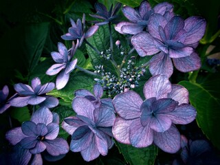 野生のアジサイ