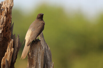 Rotschnabel-Madenhacker / Red-billed oxpecker / Buphagus erythrorhynchus.