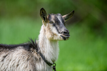 Close up young goat portrait on summer meadow