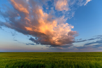 Naklejka na ściany i meble Wheat field landscape with path before the sunset time