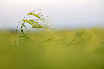 Green wheat spike in the field in the evening light
