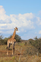 Giraffe / Giraffe / Giraffa camelopardalis