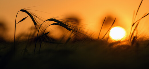 Sunset in the wheat field, beautiful bright color