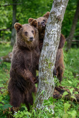 Wild Brown Bear leans against a tree in the summer forest. Animal in natural habitat. Wildlife scene