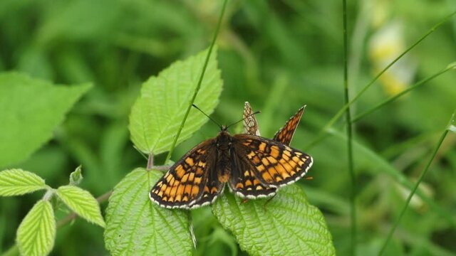 Two rare displaying Heath Fritillary Butterfly, Melitaea athalia, perching on a bramble bush in a woodland clearing.	