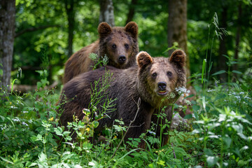 Naklejka na ściany i meble Two young wild Brown Bear in the summer forest. Animal in natural habitat. Wildlife scene