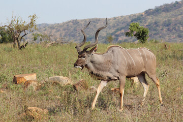 Großer Kudu / Greater kudu / Tragelaphus strepsiceros.