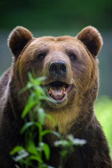 Portrait wild Brown Bear in the summer forest. Animal in natural habitat. Wildlife scene