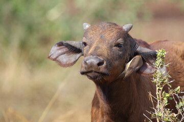 Kaffernbüffel und Rotschnabel-Madenhacker / African buffalo and Red-billed oxpecker / Syncerus...