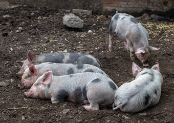 Farm piglets feeding and sleeping.
