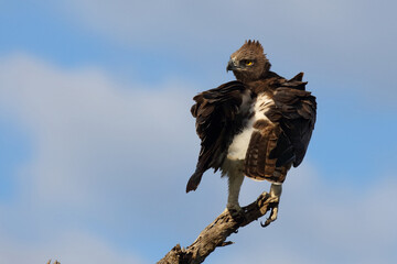 Kampfadler / Martial eagle / Polemaetus bellicosus
